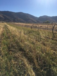 The Hubbard Ranch growing area in Grace, Idaho