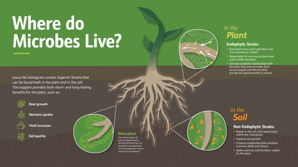 endophytic microbes 