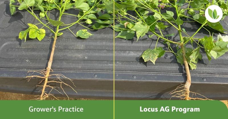 cotton plant biologicals