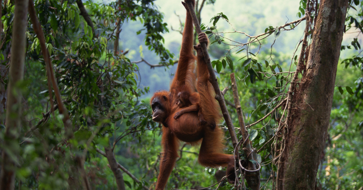 Ethoxylated Ingredients blog and the palm oil value chain