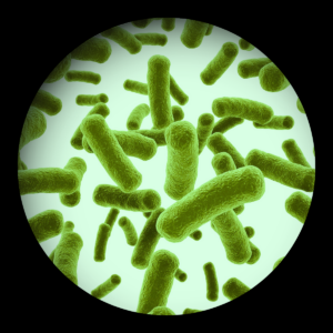 bacillus microbes