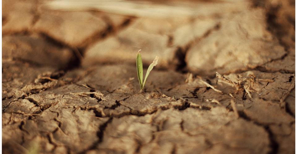Unpac sophorolipid for soil compaction