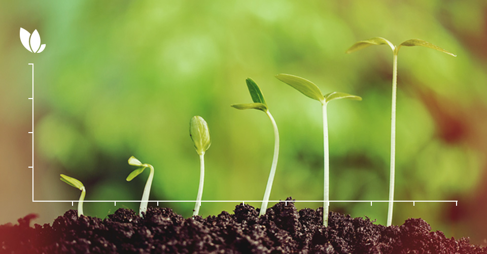 Row crop growing with biologicals