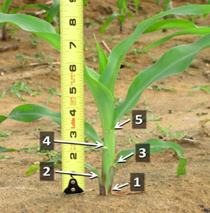 How to determine corn growth V stages for foliar application